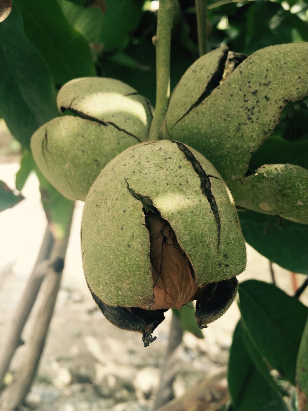 疆产核桃仁,新疆核桃和普通核桃的区别