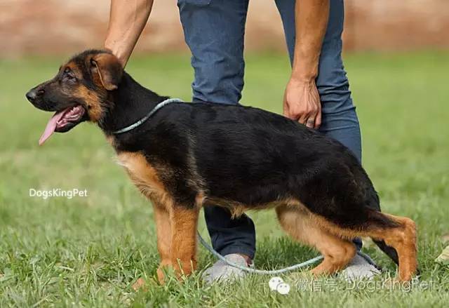 干将犬舍：魔力兹后代and皮诺后代