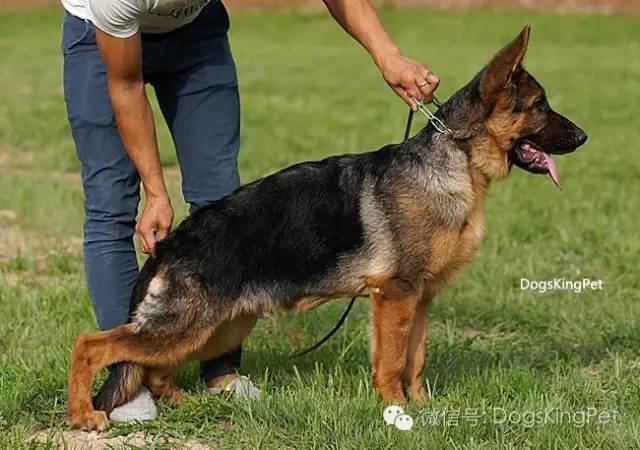 干将犬舍：魔力兹后代and皮诺后代