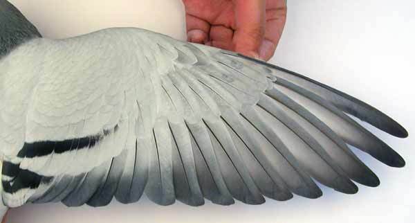 如何看信鸽好与差,信鸽翅膀怎样鉴别好坏