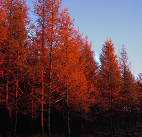 买红木遇陷阱,购买家具常见陷阱