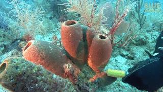 动物界的心机婊们,动物界的心机婊