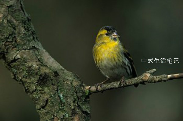 提笼架鸟说明什么,提笼架鸟视频