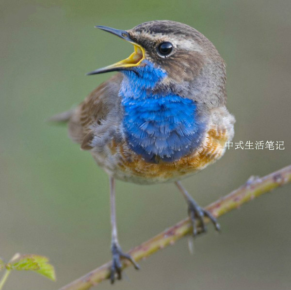 提笼架鸟说明什么,提笼架鸟视频