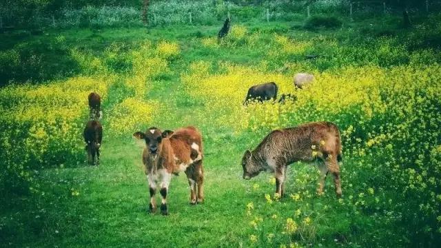 点赞他们的高光时刻,大家用手机拍出过什么好看的照片