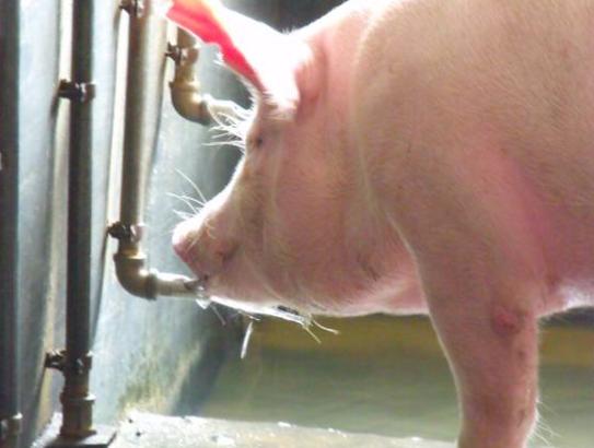 养猪的定位管理方法有哪些,养猪定位栏怎样做