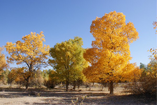 一座城酒泉,酒泉酒城