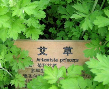 还被痛经困扰吗?让这九个验方来帮你!