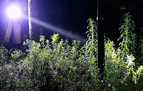 徐州某集市卖“姐喽龟”的，这场面你见过吗？