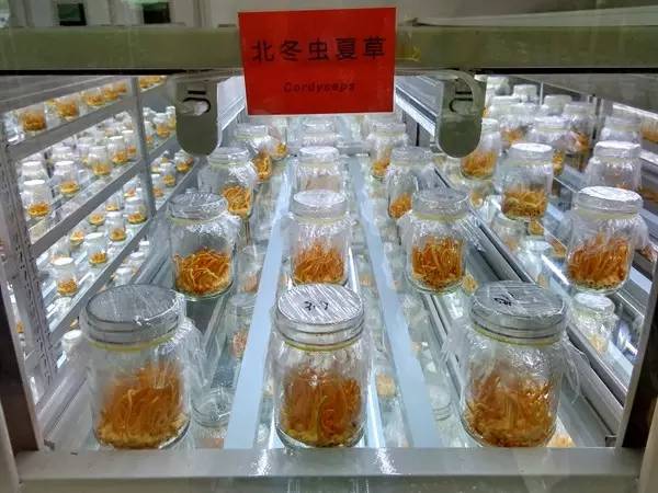 带上小蚁运动相机游潍坊（三）寿光菜博会