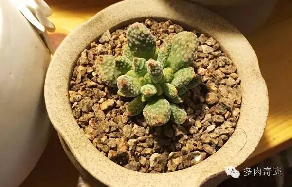 多肉咱们支持国货