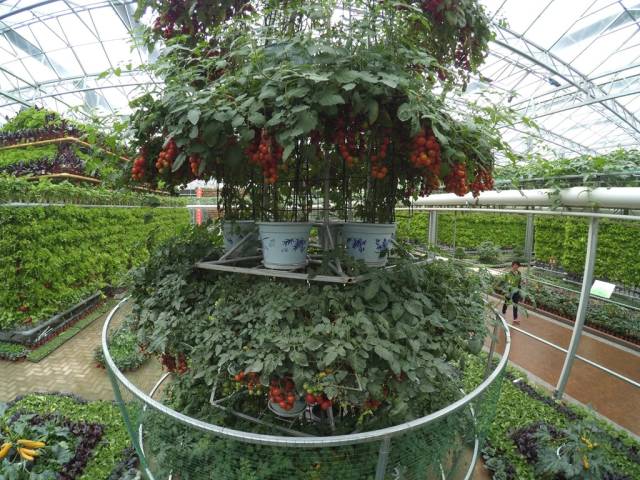 带上小蚁运动相机游潍坊（三）寿光菜博会