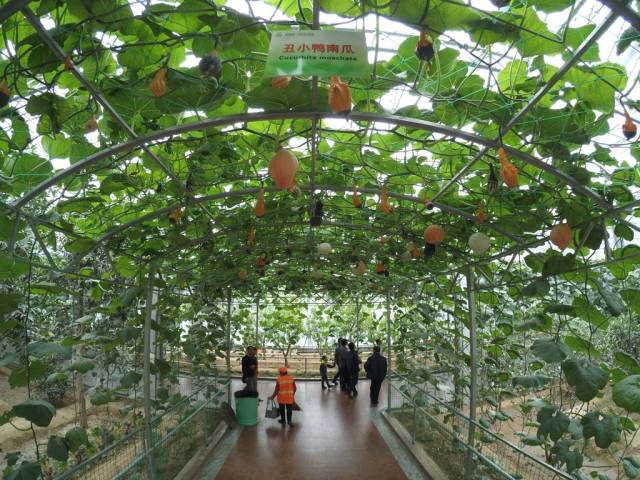 带上小蚁运动相机游潍坊（三）寿光菜博会