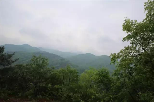 桐柏哪里买茶好,桐柏茶旅位置