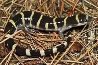 蝾螈养护,蝾螈的正确养殖方法