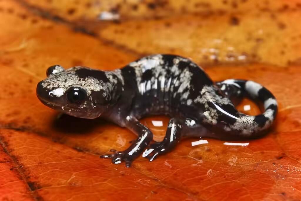 蝾螈养护,蝾螈的正确养殖方法