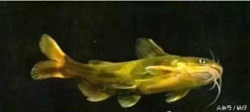 七十二杂鱼名称,三花五罗七十二杂鱼是指东北鱼吗