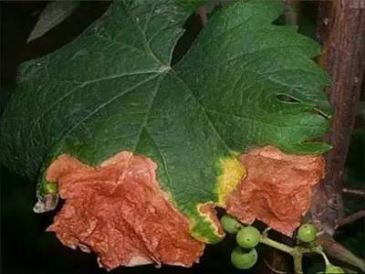 一篇文章搞懂勃艮第葡萄酒分级,葡萄日灼的原因及治疗方法