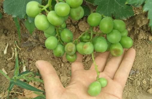 一篇文章搞懂勃艮第葡萄酒分级,葡萄日灼的原因及治疗方法