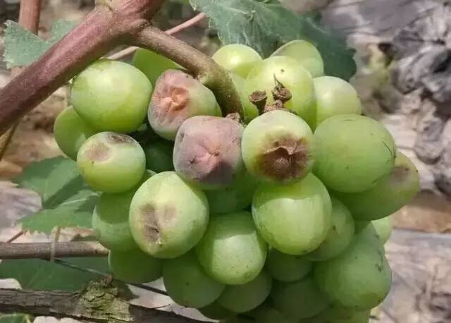 一篇文章搞懂勃艮第葡萄酒分级,葡萄日灼的原因及治疗方法