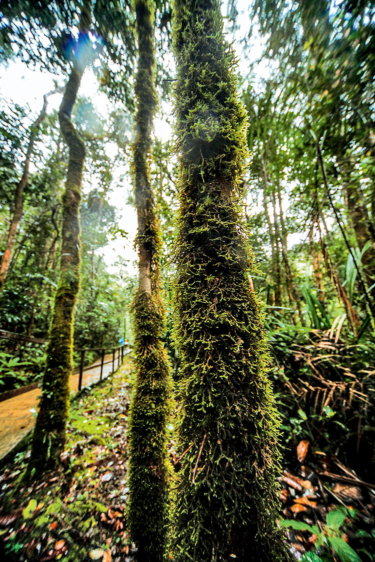 记录梦中的美景奥林巴斯E-PL7沙巴体验记