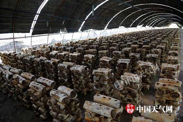 废木头长出“金元宝”*疆新**特克斯实现生态有机良性循环