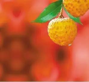 古诗词鉴赏杨万里荔枝歌,荔枝宋词唐诗