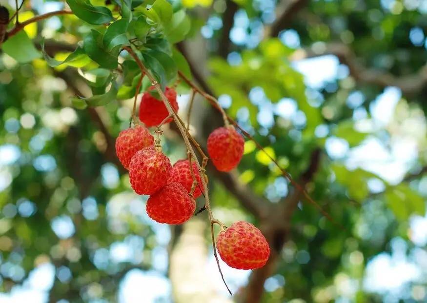 古诗词鉴赏杨万里荔枝歌,荔枝宋词唐诗