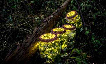 带你去天台看萤火虫,夏天最浪漫的事一起看萤火虫