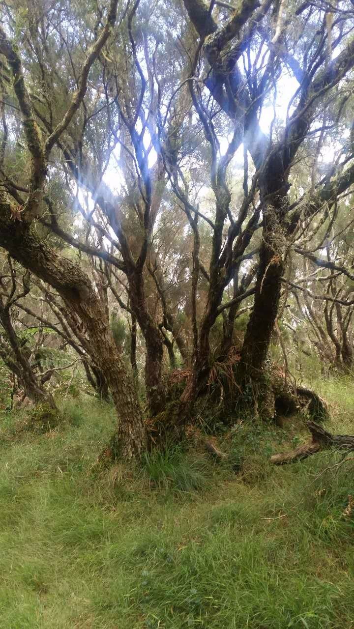 留尼汪有什么,留尼汪英文怎么读