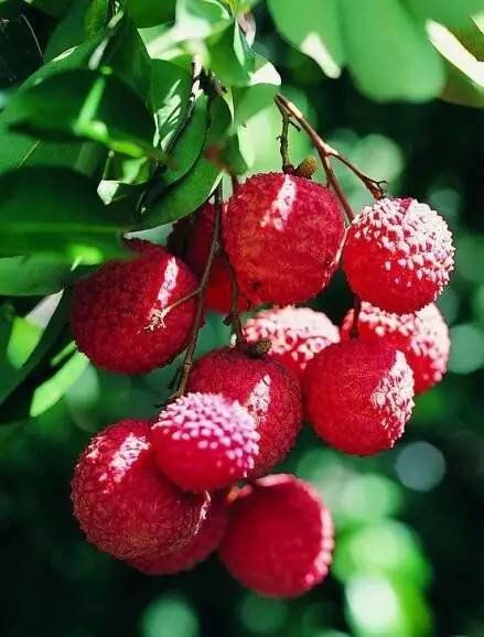 古诗词鉴赏杨万里荔枝歌,荔枝宋词唐诗