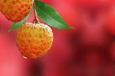 古诗词鉴赏杨万里荔枝歌,荔枝宋词唐诗