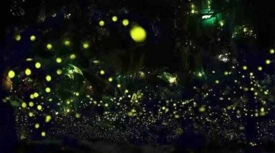 带你去天台看萤火虫,夏天最浪漫的事一起看萤火虫