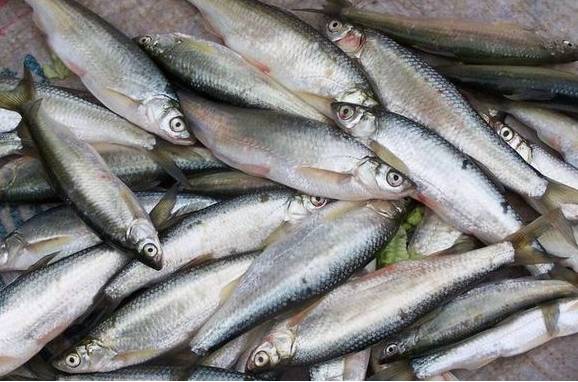 专会打水花的餐鲦子