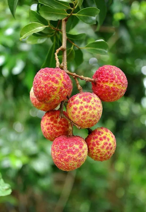 古诗词鉴赏杨万里荔枝歌,荔枝宋词唐诗