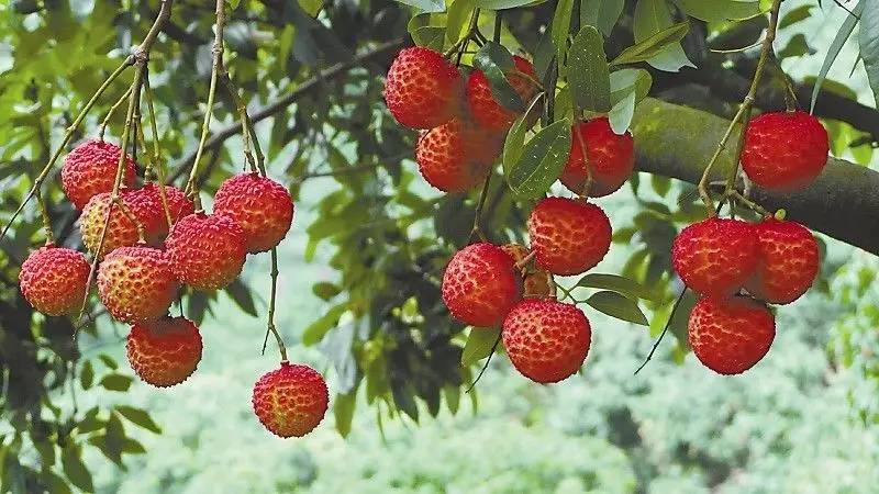 古诗词鉴赏杨万里荔枝歌,荔枝宋词唐诗