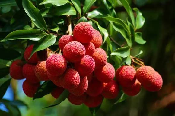 古诗词鉴赏杨万里荔枝歌,荔枝宋词唐诗