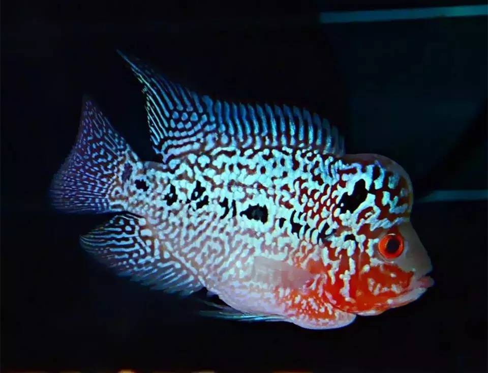 罗汉鱼挑食技巧,罗汉鱼挑食怎么回事