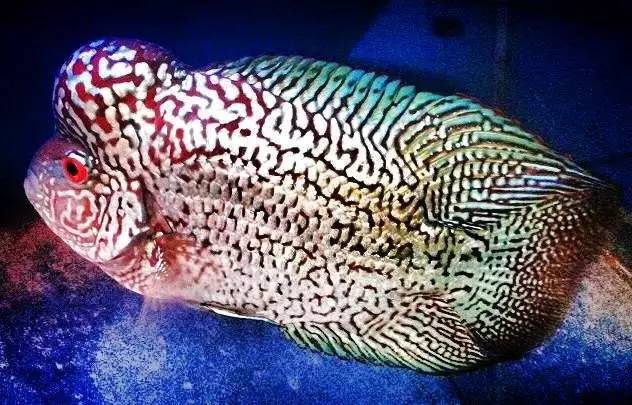 罗汉鱼挑食技巧,罗汉鱼挑食怎么回事