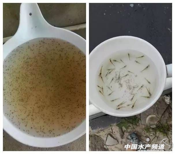 卖饲料的小女子,卖水产饲料的小女人