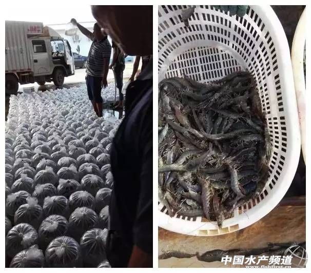 卖饲料的小女子,卖水产饲料的小女人