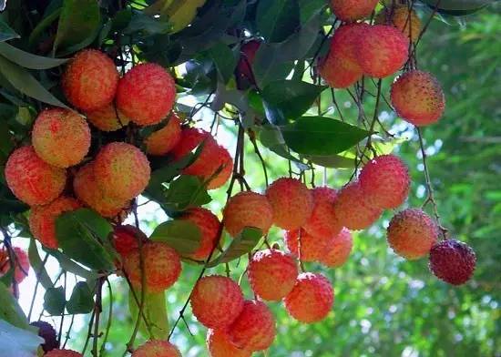 古诗词鉴赏杨万里荔枝歌,荔枝宋词唐诗