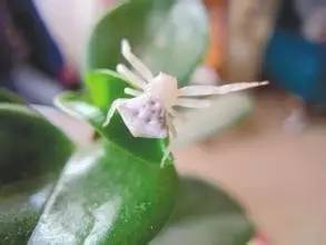 白蜘蛛爆发期用什么药,白蜘蛛爆发原因