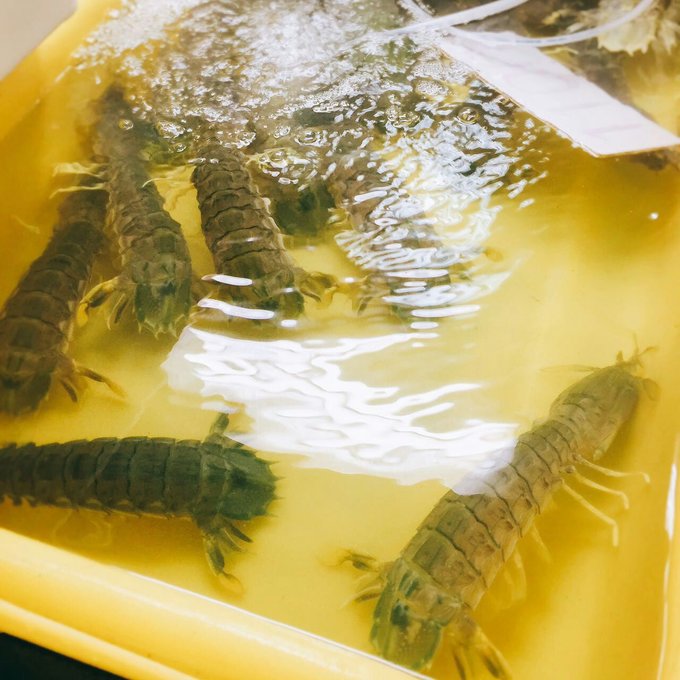 普吉岛7天自由行攻略,普吉岛出岛游蜜月岛一日游