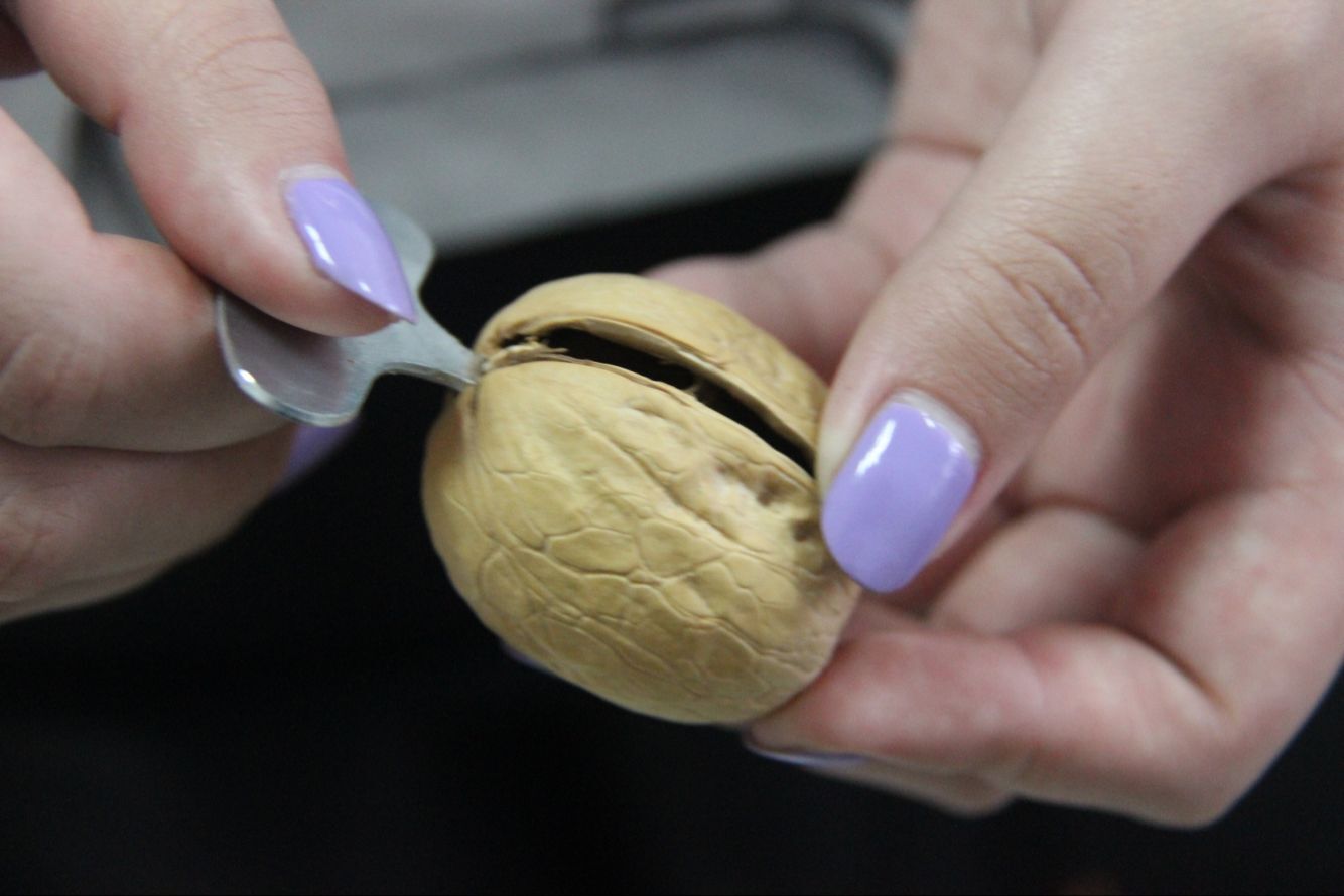 疆产核桃仁,新疆核桃和普通核桃的区别