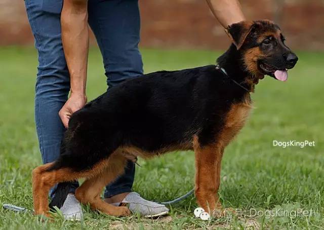 干将犬舍：魔力兹后代and皮诺后代