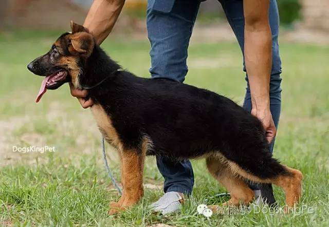 干将犬舍：魔力兹后代and皮诺后代
