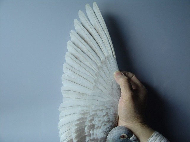 如何看信鸽好与差,信鸽翅膀怎样鉴别好坏