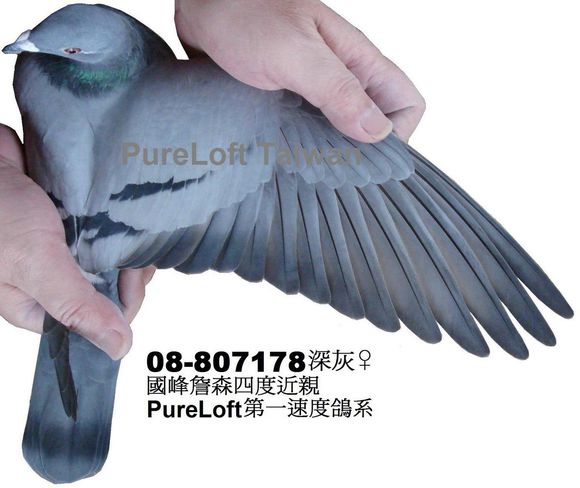 如何看信鸽好与差,信鸽翅膀怎样鉴别好坏