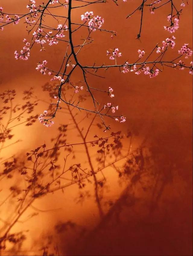 点赞他们的高光时刻,大家用手机拍出过什么好看的照片